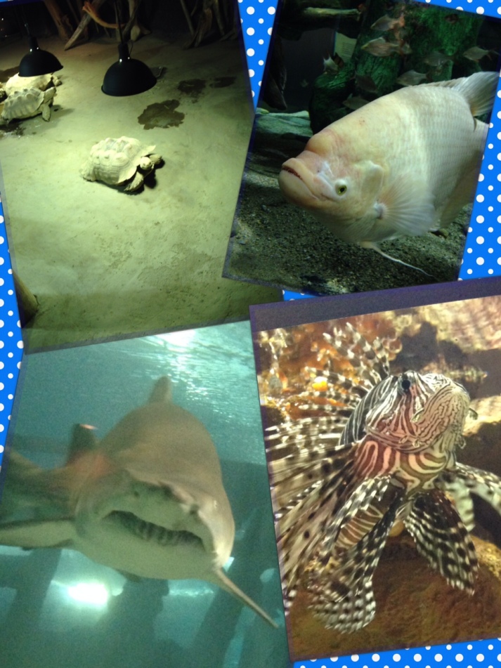Fish are so fascinating!  Scary Sharks that make me want to stay out of the ocean!  Turtles rescued and now happy at the Aquarium.